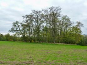 Prodej lesa v Drahobuzi