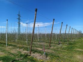 Prodej ovocného sadu, 8946 m², Synkov-Slemeno