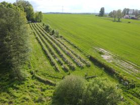 Prodej ovocného sadu, 6819 m², Petrovice u Karviné